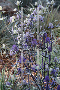 Picture of Eryngium planum 'Jade Frost'