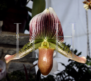 Picture of Paphiopedilum superbiens  x liemianum 