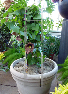 Picture of Aristolochia labiata '~Species'