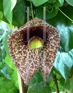 Picture of Aristolochia labiata 