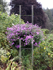 Picture of Symphyotrichum novae-angliae 