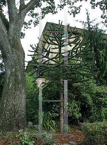 Picture of Araucaria araucana 