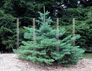 Picture of Abies sachalinensis 