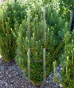 Picture of Cephalotaxus harringtonia 'Fastigiata'