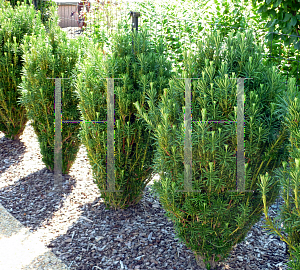 Picture of Cephalotaxus harringtonia 'Fastigiata'