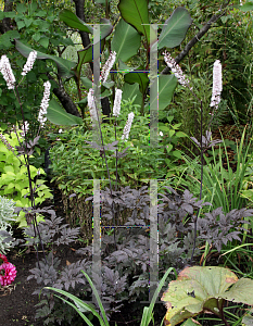 Picture of Actaea simplex 'Black Negligee'