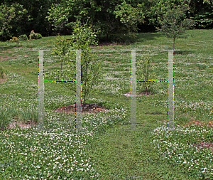 Picture of Trifolium repens 
