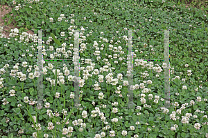 Picture of Trifolium repens 