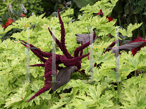 Picture of Amaranthus hypochondriacus 