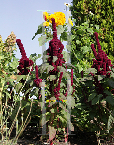 Picture of Amaranthus hypochondriacus 'Burgundy'