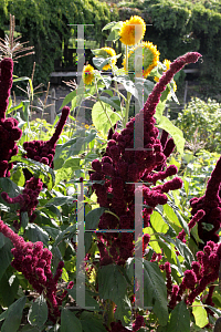 Picture of Amaranthus hypochondriacus 'Burgundy'