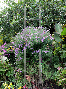 Picture of Symphyotrichum novi-belgii 