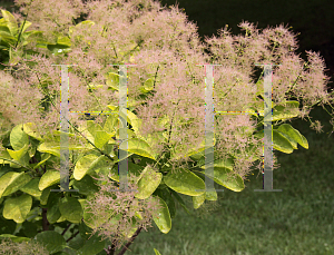 Picture of Cotinus coggygria 'Golden Spirit'