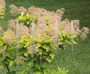 Picture of Cotinus coggygria 'Golden Spirit'