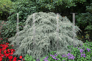 Picture of Cotoneaster horizontalis 'Variegatus'