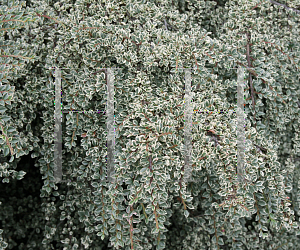 Picture of Cotoneaster horizontalis 'Variegatus'