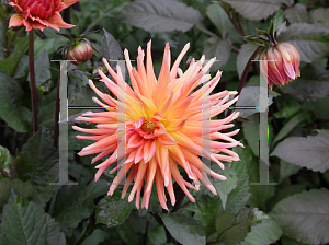 Picture of Dahlia x hybrida 