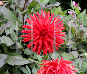 Picture of Dahlia x hybrida 