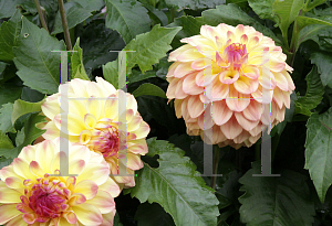 Picture of Dahlia x hybrida 