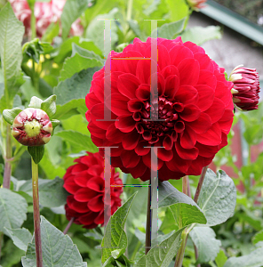 Picture of Dahlia x hybrida 