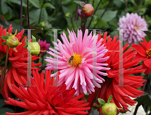 Picture of Dahlia x hybrida 