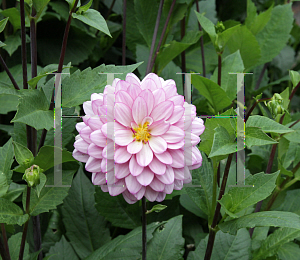 Picture of Dahlia x hybrida 