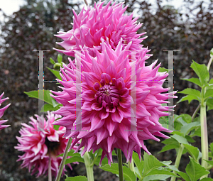 Picture of Dahlia x hybrida 