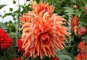 Picture of Dahlia x hybrida 