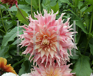 Picture of Dahlia x hybrida 