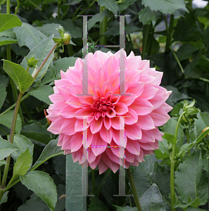 Picture of Dahlia x hybrida 