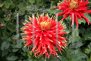 Picture of Dahlia x hybrida 