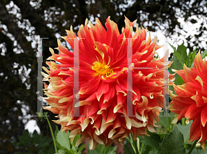 Picture of Dahlia x hybrida 