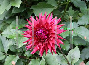 Picture of Dahlia x hybrida 