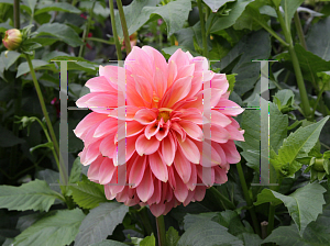 Picture of Dahlia x hybrida 