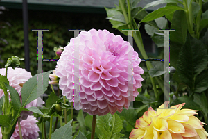 Picture of Dahlia x hybrida 