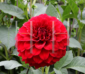 Picture of Dahlia x hybrida 