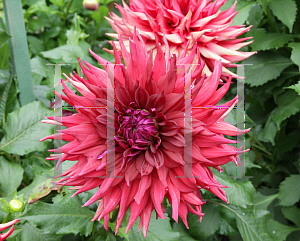 Picture of Dahlia x hybrida 