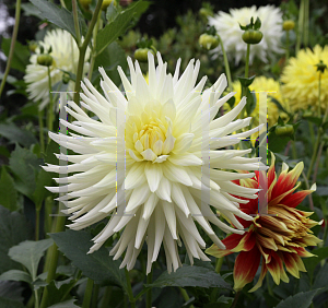 Picture of Dahlia x hybrida 