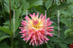 Picture of Dahlia x hybrida 