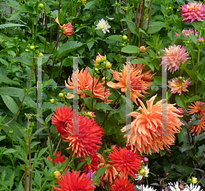 Picture of Dahlia x hybrida 