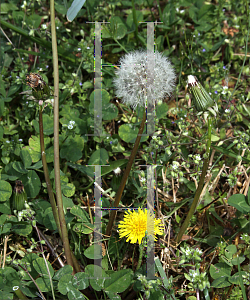 Picture of Taraxacum officinale 