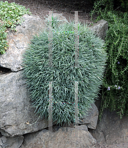 Picture of Dianthus gratianopolitanus 