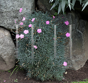 Picture of Dianthus gratianopolitanus 