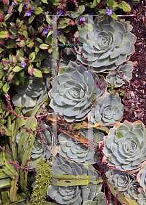 Picture of Echeveria secunda var. glauca 