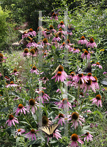 Picture of Echinacea purpurea 