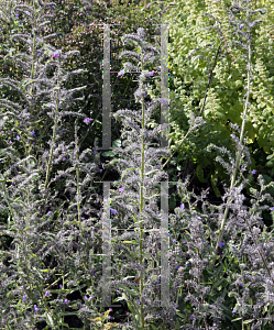 Picture of Echium vulgare 