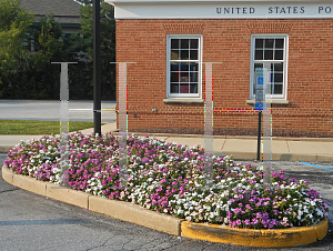 Picture of Catharanthus roseus 