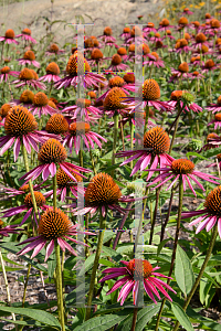 Picture of Echinacea purpurea 