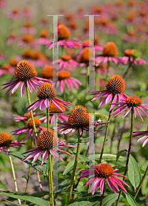 Picture of Echinacea purpurea 