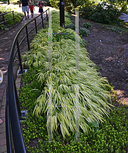 Picture of Hakonechloa macra 'Aureola'